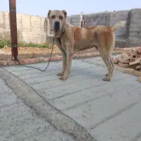 سگ آلابای ۱۴ ماهه