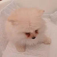 توله سگ پامرین خرسی عروسکی|سگ|قدس, شهرقدس|دیوار