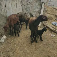 سه عدد میش سال خورده دوتا بره دار