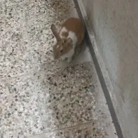 دو عدد خرگوش نر و ماده اهلی و زیبا