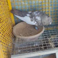 سینه قهوه ای