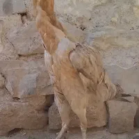 جوجه مرغ لاری