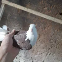 کفتر|پرنده|محلات, |دیوار