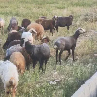 میش جوان