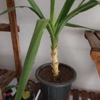 گل یوکا برگ خنجری تنه درختی