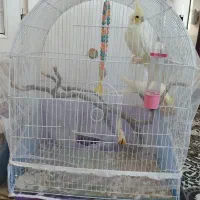 یک جفت عروس هلندی و دو تا جوجه مرغ
