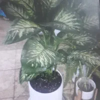 گلخانه گل و گیاه