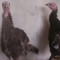 بوقلمون چهار و دوماهه