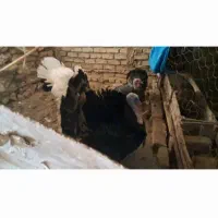 بوقلمون نروماده