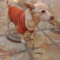 واگذاری|سگ|رباط‌کریم, رباط‌کریم|دیوار