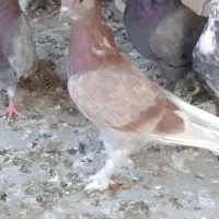 کفتر
