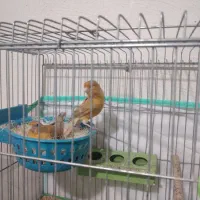 جفت قناری فروش فوری