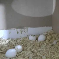 فروش فوری عروس هلندی مولد با تخم و با تمام لوازم