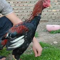 خروس افغان|حیوانات مزرعه|آق قلا, |دیوار