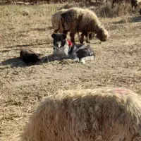 سگ گله|سگ|شهرکرد, |دیوار