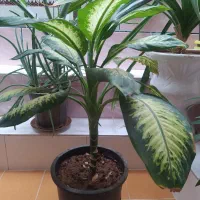 گل های زیبا و شاداب