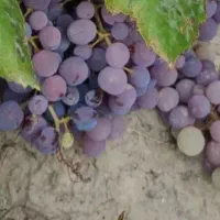 فروش انگور سیاه