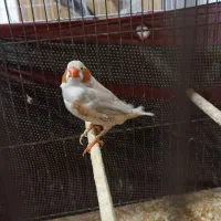 فنچ و عروس|پرنده|محلات, |دیوار