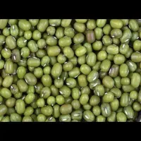 خریدار محصولات کشاورزی کنجد ، ماش ، لوبیا،گندم،جو