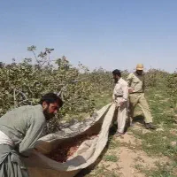 پسته چین هستیم