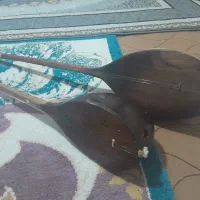 دوعدد دوتار یکی الکترو دوتار درحد نو