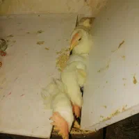 8تامرغ وخروس