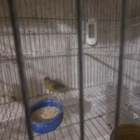 قناری بخون
