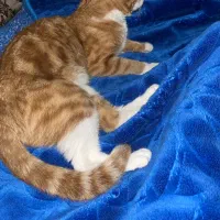 گربه گم شده