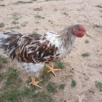 خروس ویاندوت|حیوانات مزرعه|جوادآباد, |دیوار