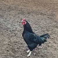 خروس|حیوانات مزرعه|زنجانرود, |دیوار