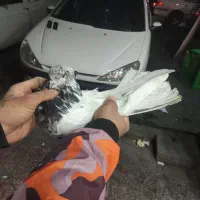 کفترخوش رخ|پرنده|فردیس, شهرک شهید حسینی|دیوار