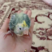 جوجه عروس ۲۰ روزه نر