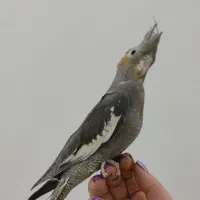 عروس هلندی‌ نر دستی‌ تاریخ‌تولددار+آموزش‌نگهداری