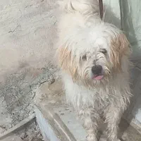 سگ پشمالو