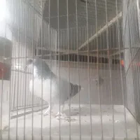 کبوتری|پرنده|برخوار, |دیوار