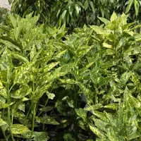 گل آکوبا|گل و گیاه طبیعی|بیرجند, |دیوار