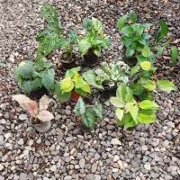 سانسوریا|گل و گیاه طبیعی|رشت, کوی طالقانی|دیوار