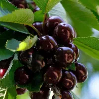 فروش نهال گیلاس تکدانه سیاه هارت|خدمات باغبانی و درختکاری|نظرآباد, رسالت|دیوار