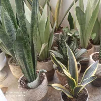 فروش انواع گل‌های سانسوریا|گل و گیاه طبیعی|چابهار, |دیوار