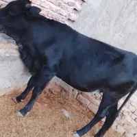 گاو|حیوانات مزرعه|ایرانشهر, |دیوار