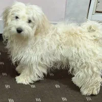 حیوانات خانگی