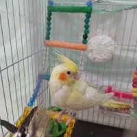 سه ماهه  نر عروس هلندی