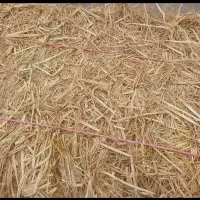 سراچین خوراک گاو