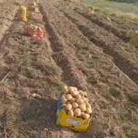 اجاره-2-هکتار-زمین-کشاورزی