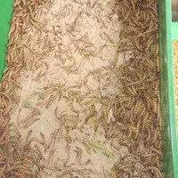 میلورم و سوپر ورم زنده|خزنده|تهران, استخر|دیوار