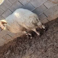 قوچ|حیوانات مزرعه|گناباد, |دیوار