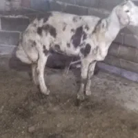 گوسفند بروجردی جوان چاق