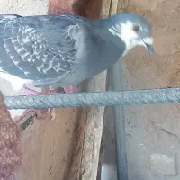 باسلام چند عدد کبوتر