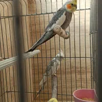 نر و ماده و جفت مولد صد درصد سالم و باکیفیت|پرنده|قم, سالاریه|دیوار