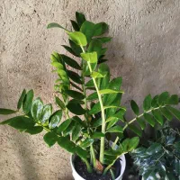 تعدادی گل و گلدان فروشی|گل و گیاه طبیعی|داراب, |دیوار